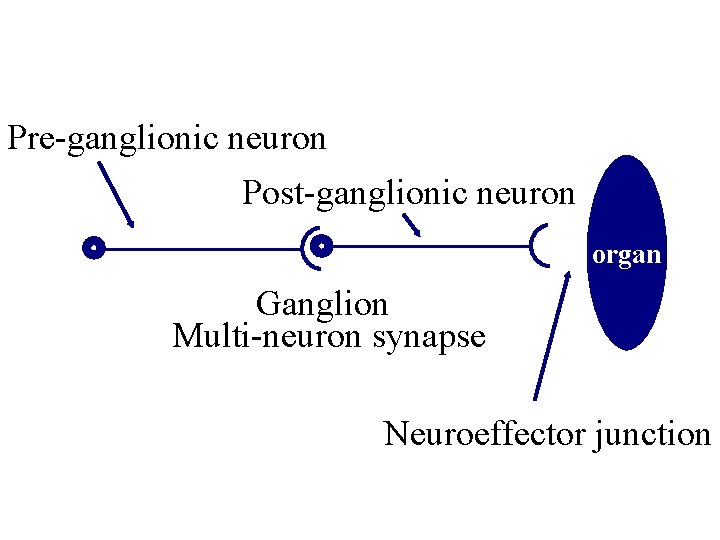 Pre-ganglionic neuron Post-ganglionic neuron organ Ganglion Multi-neuron synapse Neuroeffector junction 