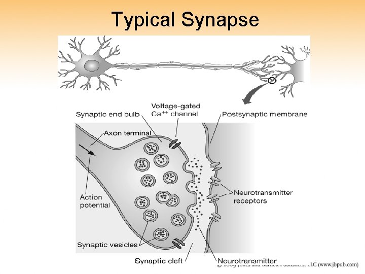 Typical Synapse 