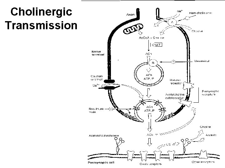 Cholinergic Transmission 