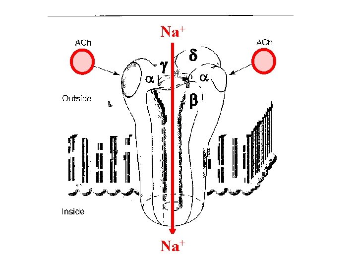 Na+ a g d a b Na+ 