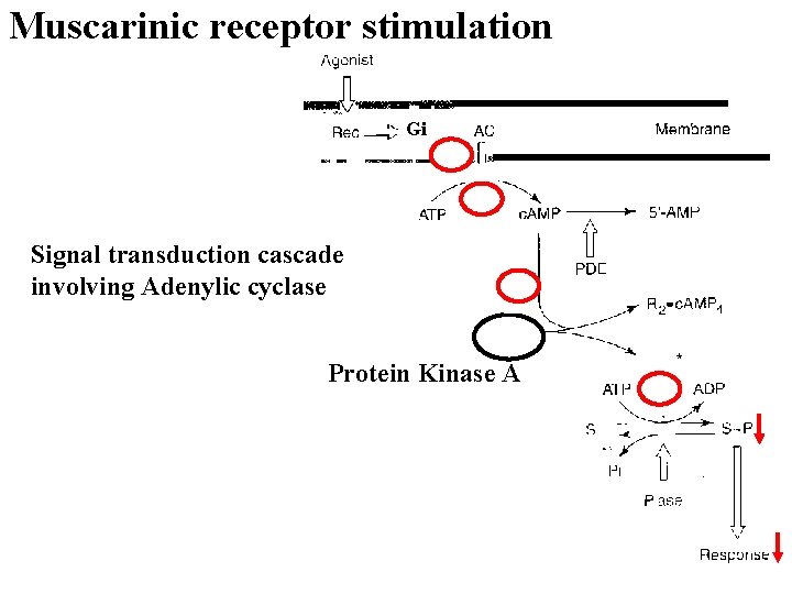 Muscarinic receptor stimulation Gi Signal transduction cascade involving Adenylic cyclase - - Protein Kinase