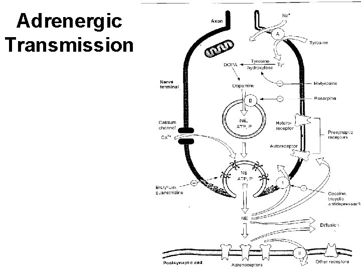 Adrenergic Transmission 