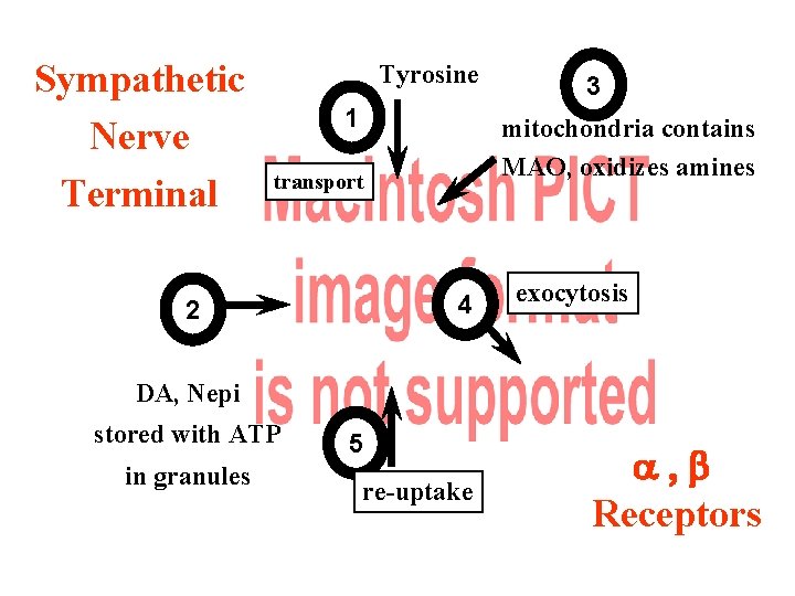 Sympathetic Nerve Terminal Tyrosine 1 mitochondria contains MAO, oxidizes amines transport 4 2 3