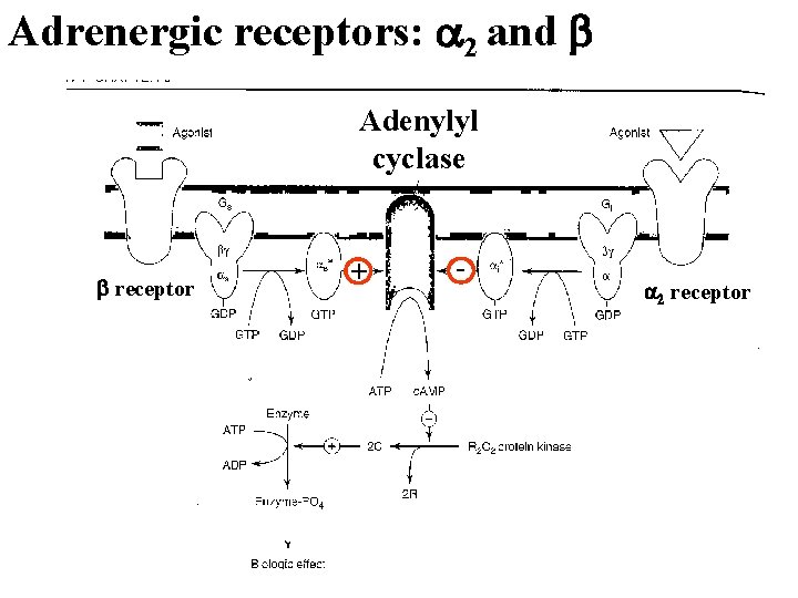 Adrenergic receptors: a 2 and b Adenylyl cyclase b receptor + - a 2