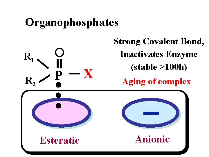 Organophosphates R 1 R 2 O P Esteratic X Strong Covalent Bond, Inactivates Enzyme