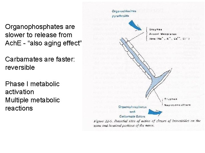 Organophosphates are slower to release from Ach. E - “also aging effect” Carbamates are