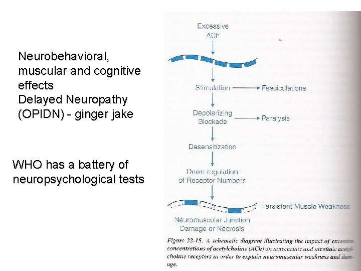 Neurobehavioral, muscular and cognitive effects Delayed Neuropathy (OPIDN) - ginger jake WHO has a