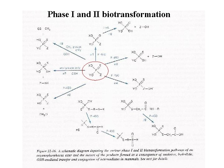Phase I and II biotransformation 