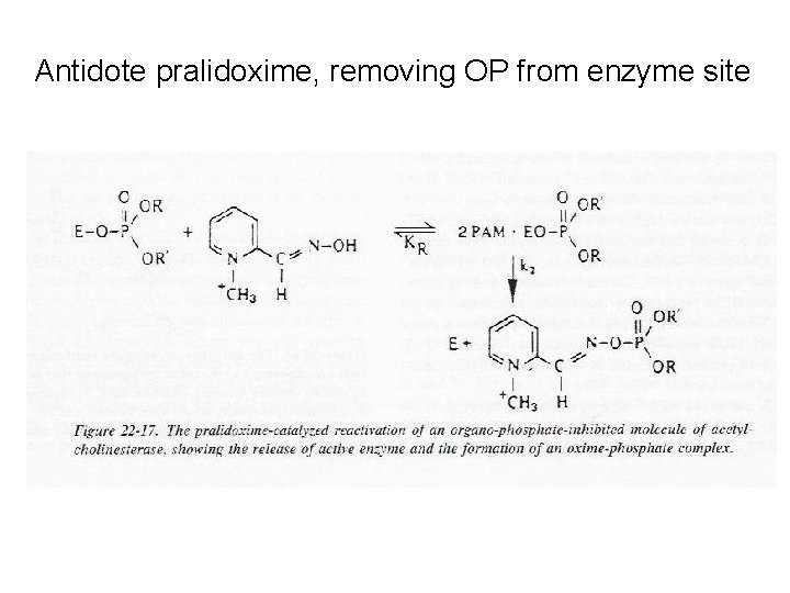 Antidote pralidoxime, removing OP from enzyme site 