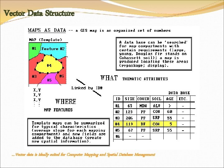 Vector Data Structure …Vector data is ideally suited for Computer Mapping and Spatial Database
