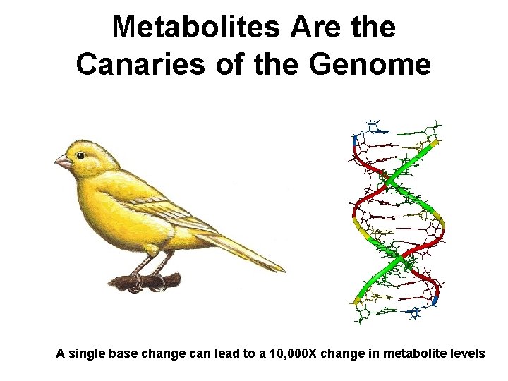 Metabolites Are the Canaries of the Genome A single base change can lead to