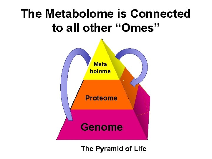 The Metabolome is Connected to all other “Omes” Meta bolome Proteome Genome The Pyramid