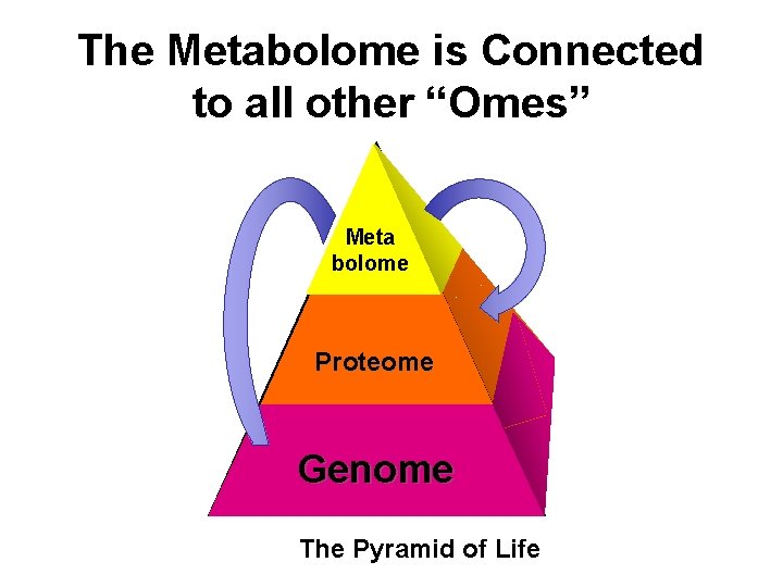 The Metabolome is Connected to all other “Omes” Meta bolome Proteome Genome The Pyramid The Metabolome is Connected to all other “Omes” Meta bolome Proteome Genome The Pyramid