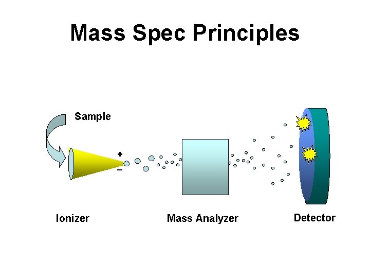 Mass Spec Principles Sample + _ Ionizer Mass Analyzer Detector 