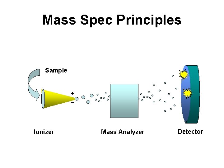 Mass Spec Principles Sample + _ Ionizer Mass Analyzer Detector Mass Spec Principles Sample + _ Ionizer Mass Analyzer Detector