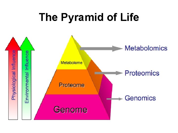 The Pyramid of Life The Pyramid of Life