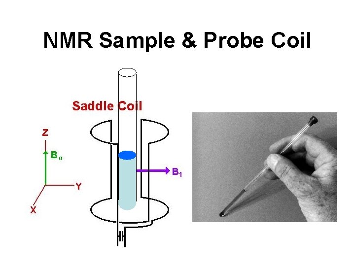 NMR Sample & Probe Coil NMR Sample & Probe Coil