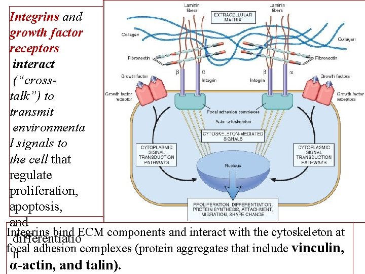 Integrins and growth factor receptors interact (“crosstalk”) to transmit environmenta l signals to the