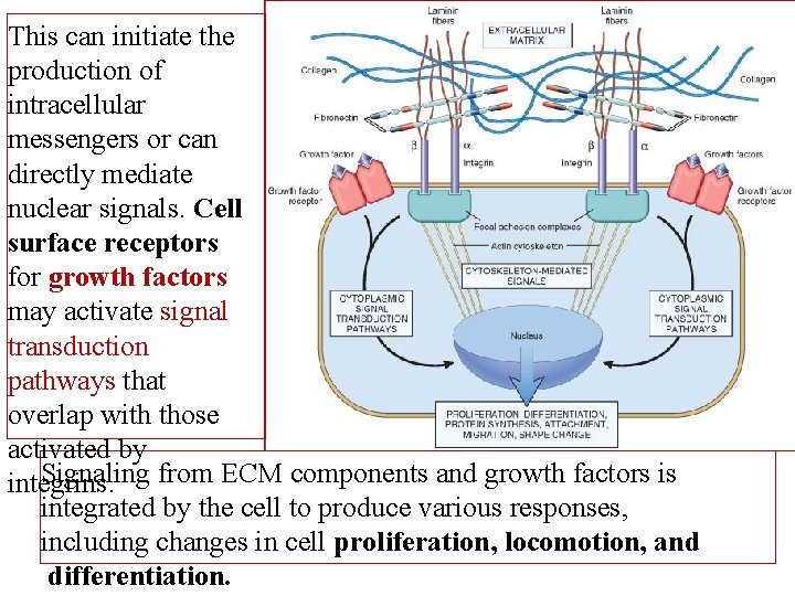 This can initiate the production of intracellular messengers or can directly mediate nuclear signals.