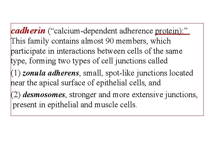 cadherin (“calcium-dependent adherence protein): ” This family contains almost 90 members, which participate in