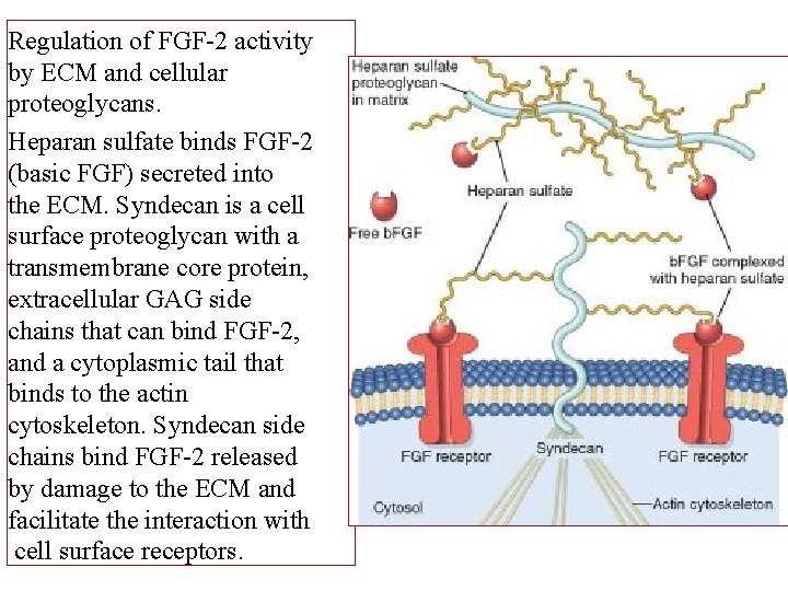 Regulation of FGF-2 activity by ECM and cellular proteoglycans. Heparan sulfate binds FGF-2 (basic