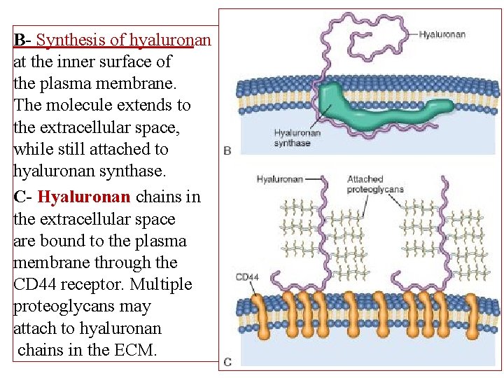 B- Synthesis of hyaluronan at the inner surface of the plasma membrane. The molecule
