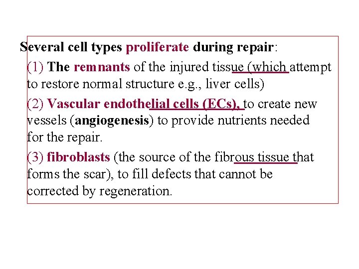 Several cell types proliferate during repair: (1) The remnants of the injured tissue (which