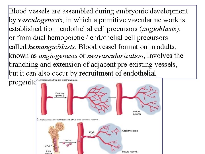 Blood vessels are assembled during embryonic development by vasculogenesis, in which a primitive vascular