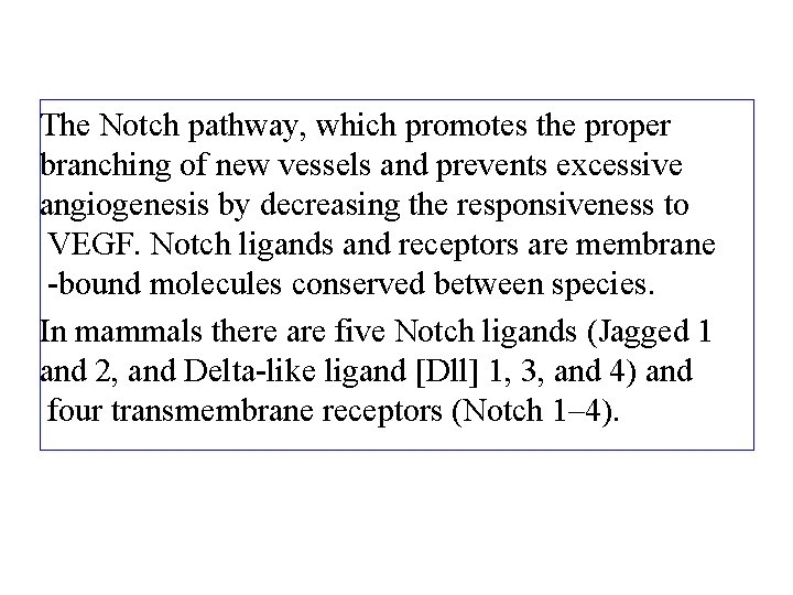 The Notch pathway, which promotes the proper branching of new vessels and prevents excessive