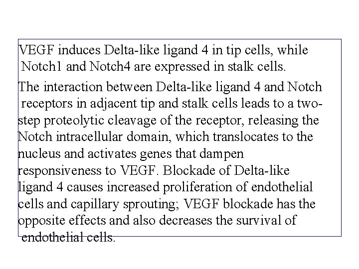 VEGF induces Delta-like ligand 4 in tip cells, while Notch 1 and Notch 4