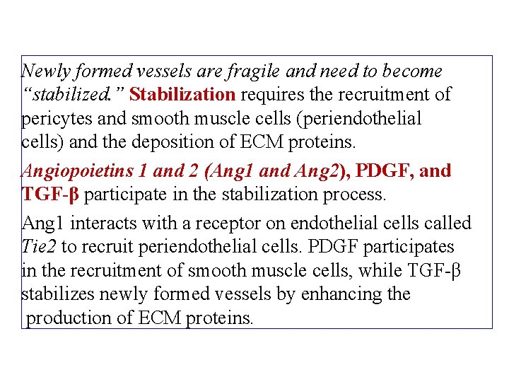 Newly formed vessels are fragile and need to become “stabilized. ” Stabilization requires the