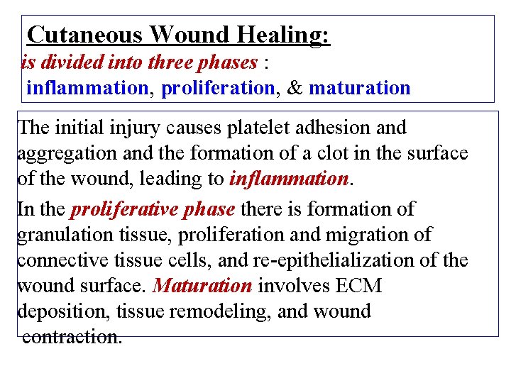 Cutaneous Wound Healing: is divided into three phases : inflammation, proliferation, & maturation The