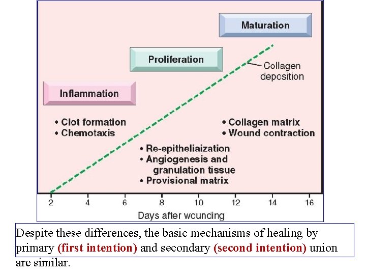 Despite these differences, the basic mechanisms of healing by primary (first intention) and secondary