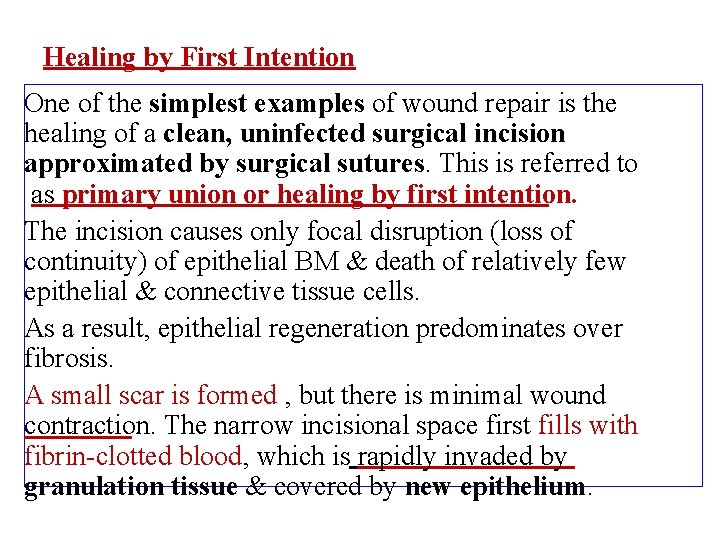 Healing by First Intention One of the simplest examples of wound repair is the