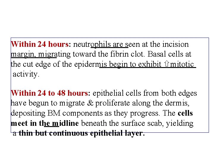 Within 24 hours: neutrophils are seen at the incision margin, migrating toward the fibrin