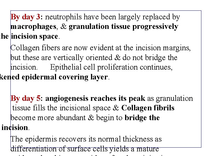 By day 3: neutrophils have been largely replaced by macrophages, & granulation tissue progressively