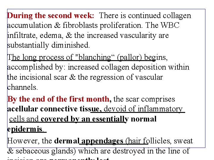 During the second week: There is continued collagen accumulation & fibroblasts proliferation. The WBC