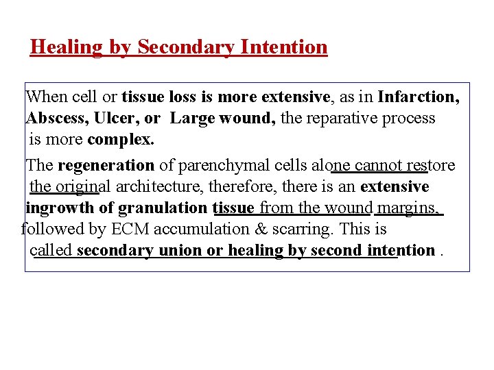 Healing by Secondary Intention When cell or tissue loss is more extensive, as in