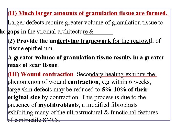 (II) Much larger amounts of granulation tissue are formed. Larger defects require greater volume