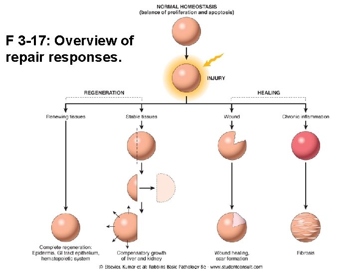 F 3 -17: Overview of repair responses. 