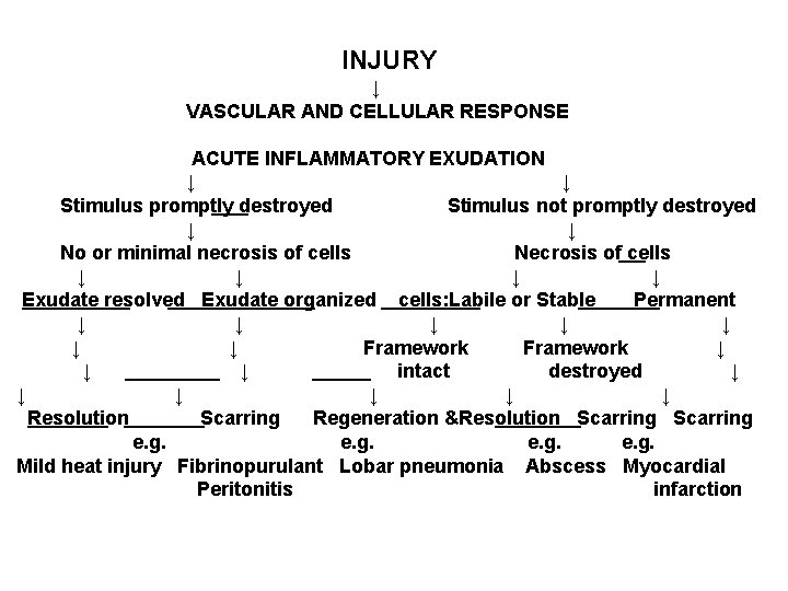 INJURY ↓ VASCULAR AND CELLULAR RESPONSE ACUTE INFLAMMATORY EXUDATION ↓ ↓ Stimulus promptly destroyed