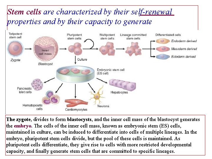 Stem cells are characterized by their self-renewal properties and by their capacity to generate