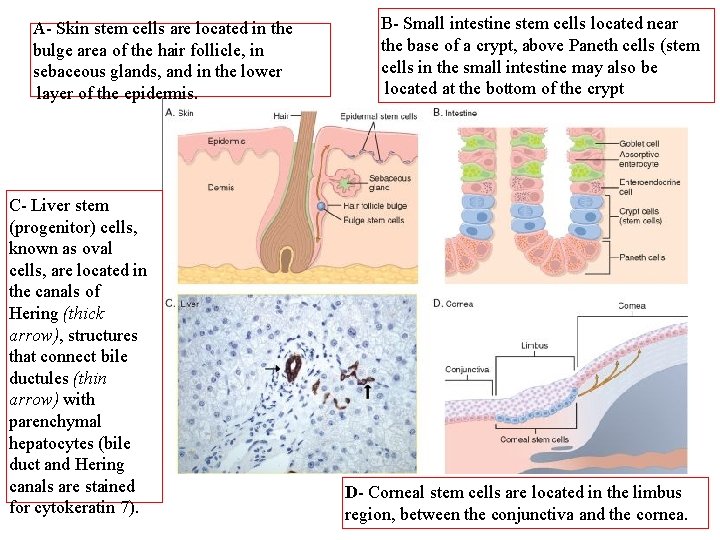 A- Skin stem cells are located in the bulge area of the hair follicle,