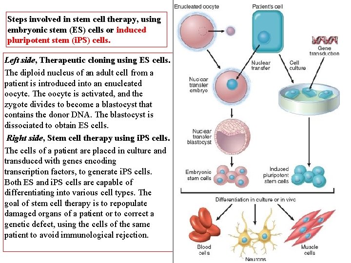 Steps involved in stem cell therapy, using embryonic stem (ES) cells or induced pluripotent