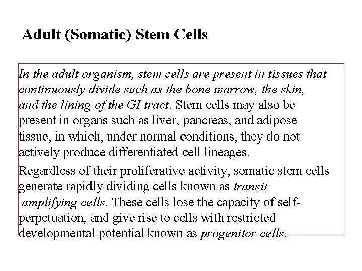 Adult (Somatic) Stem Cells In the adult organism, stem cells are present in tissues