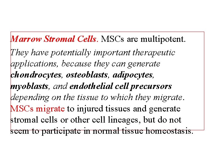 Marrow Stromal Cells. MSCs are multipotent. They have potentially important therapeutic applications, because they