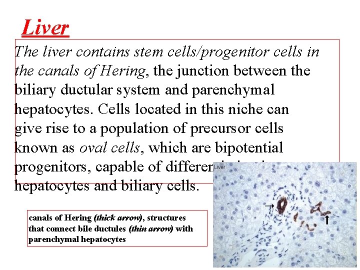 Liver The liver contains stem cells/progenitor cells in the canals of Hering, the junction
