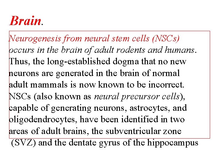 Brain. Neurogenesis from neural stem cells (NSCs) occurs in the brain of adult rodents