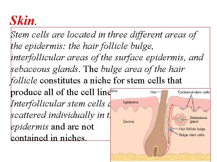 Skin. Stem cells are located in three different areas of the epidermis: the hair
