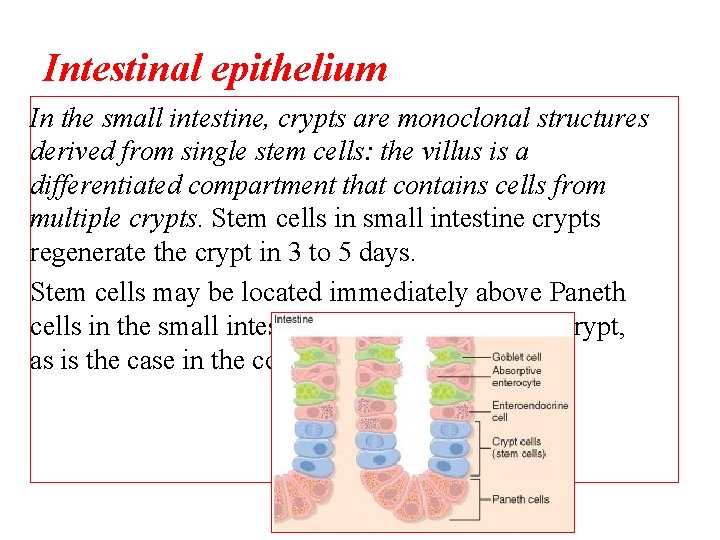 Intestinal epithelium In the small intestine, crypts are monoclonal structures derived from single stem